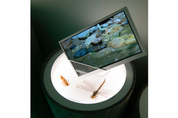 A_leau_pilotis_odonate